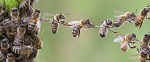 bienensymposium
