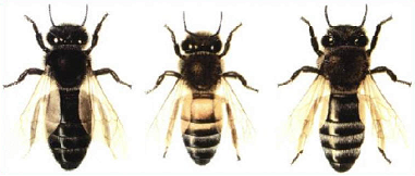 bienenrassen