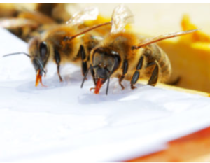 Fütterung der Bienen